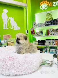 Spitz di Pomerania MINI