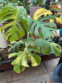 Monstera Aurea Variegata