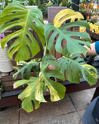 Monstera Aurea Variegata