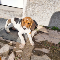 Cucciola ariegeois e Beagle