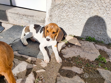 Cucciola ariegeois e Beagle