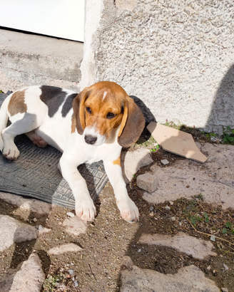 Cucciola ariegeois e Beagle