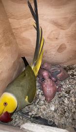 Parrocchetti dal collare