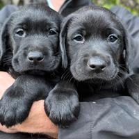 Cuccioli di labrador retriever