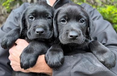 Cuccioli di labrador retriever