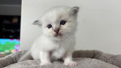 Cuccioli Sacro di Birmania