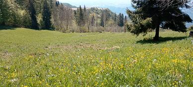 Terreno agricolo