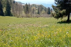 Terreno agricolo