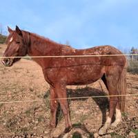 Cavallo S.I. 3 anni