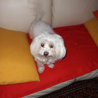 Maltese femmina 4 anni 1/2