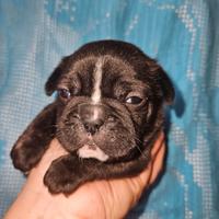 Bulldog francese nero petto bianco