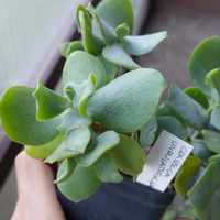 Crassula undulatifolia piante grasse