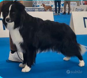 Border collie per accoppiamento