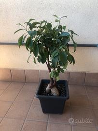 Pianta