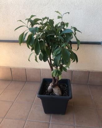 Pianta