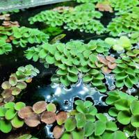 Pianta acquario Salvinia Cucullata