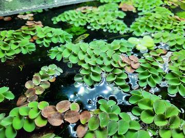 Pianta acquario Salvinia Cucullata
