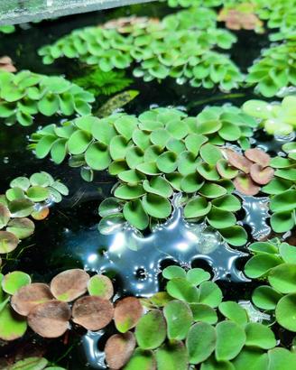 Pianta acquario Salvinia Cucullata