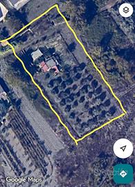 Terreno agricolo con ulivo