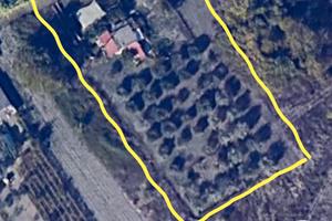 Terreno agricolo con ulivo