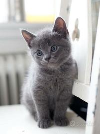 GATTI CERTOSINI-CERTOSINO BLU CUCCIOLI disponibili