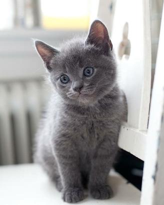 GATTI CERTOSINI-CERTOSINO BLU CUCCIOLI disponibili
