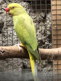 Parrocchetto dal collare