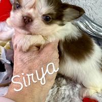 Sirya chihuahua femmina prenotabile pedigree