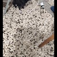 Ojyy chihuahua mini Toy con pedigree