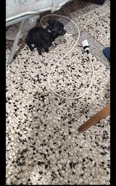 Ojyy chihuahua mini Toy con pedigree