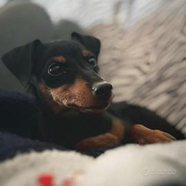 Zwergpinscher adulta