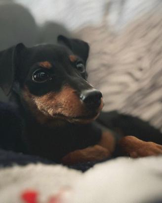 Zwergpinscher adulta