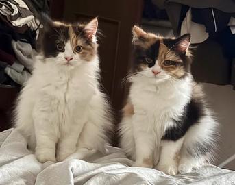 Gatto persiano