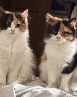 Gatto persiano
