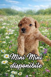 Barboncino mini