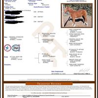 Cavallo