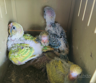 Pulli di cocorita da allevare a mano