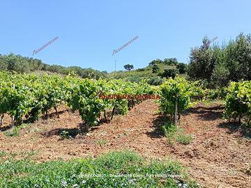 Terreno, Alcamo.