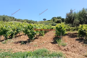 Terreno, Alcamo.