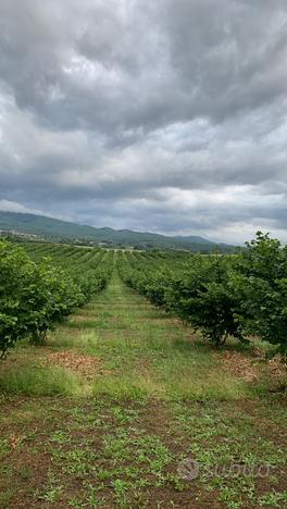 Azienda di Nocciole