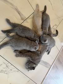Cuccioli di British fold