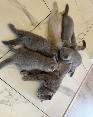 Cuccioli di British fold