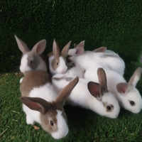 Disponibilità conigli da carne