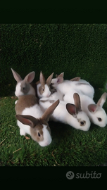 Disponibilità conigli da carne