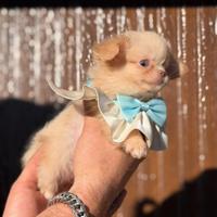 Peter White maschietto chihuahua