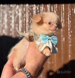 Peter White maschietto chihuahua