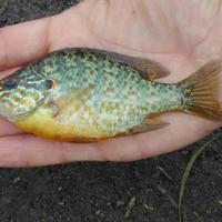 Persico Sole Pesce Acquario Lago Pond Acqua Fredda