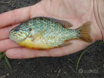 Persico Sole Pesce Acquario Lago Pond Acqua Fredda