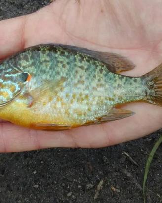 Persico Sole Pesce Acquario Lago Pond Acqua Fredda