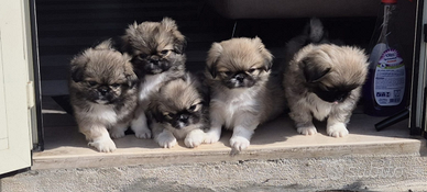 Cuccioli di Pechinese- ultima femminuccia rimasta